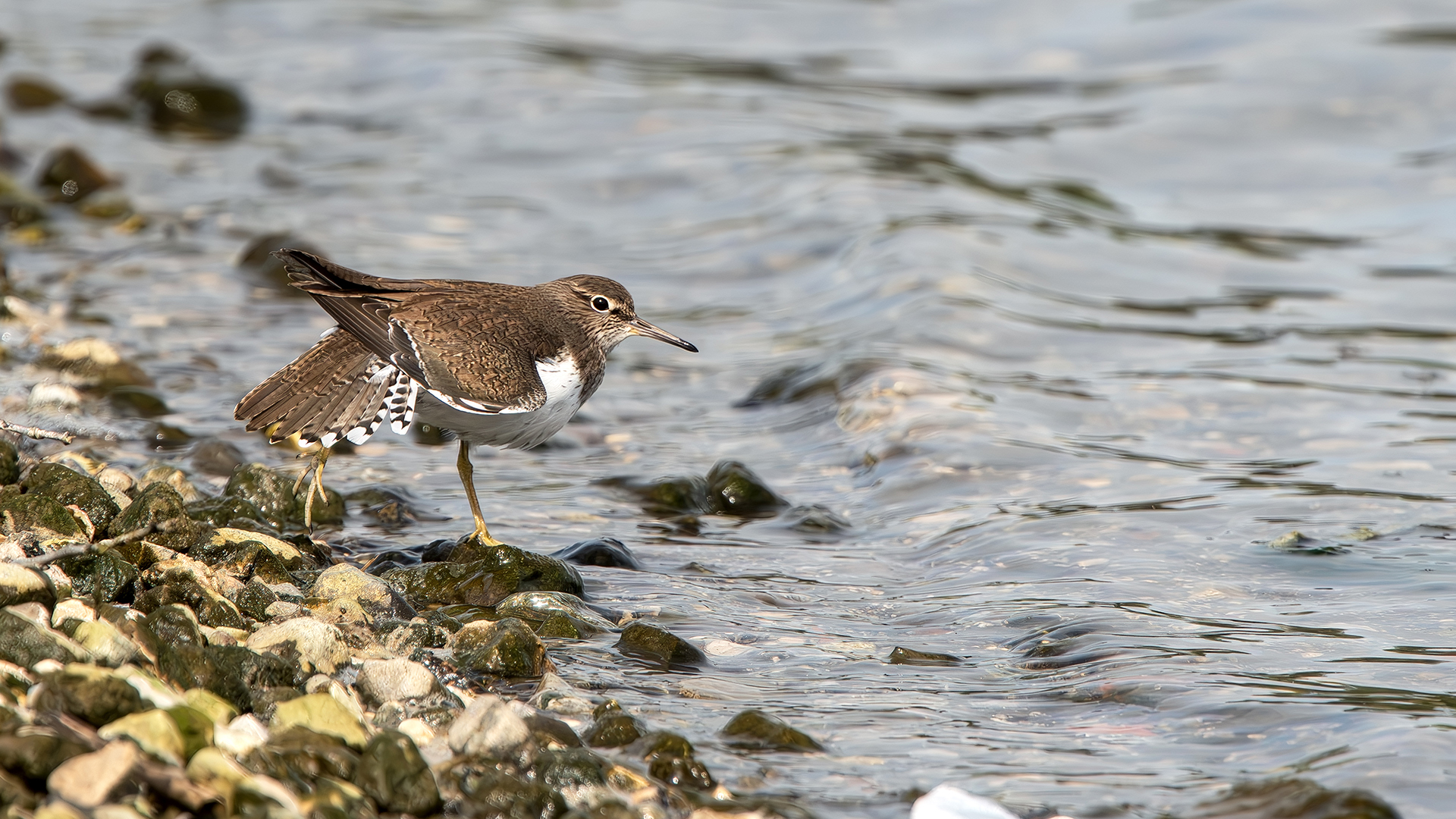Common Sandpiper